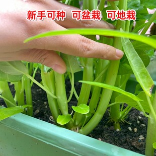 老品种空心菜三叉种子正宗高产广东通心菜四季青梗大叶蕹菜种籽孑