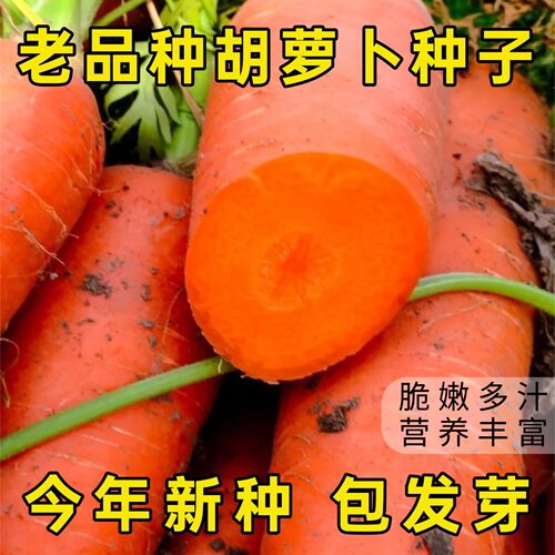 老品种三红胡萝卜种子高产九寸参
