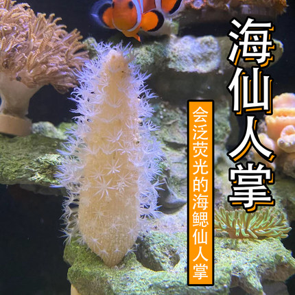 海鳃海仙人掌海缸造景皮实耐养新手活体海玉米海黄瓜新奇海洋生物
