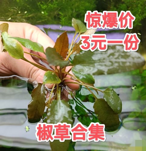 椒草阴性草新手水草温蒂中景
