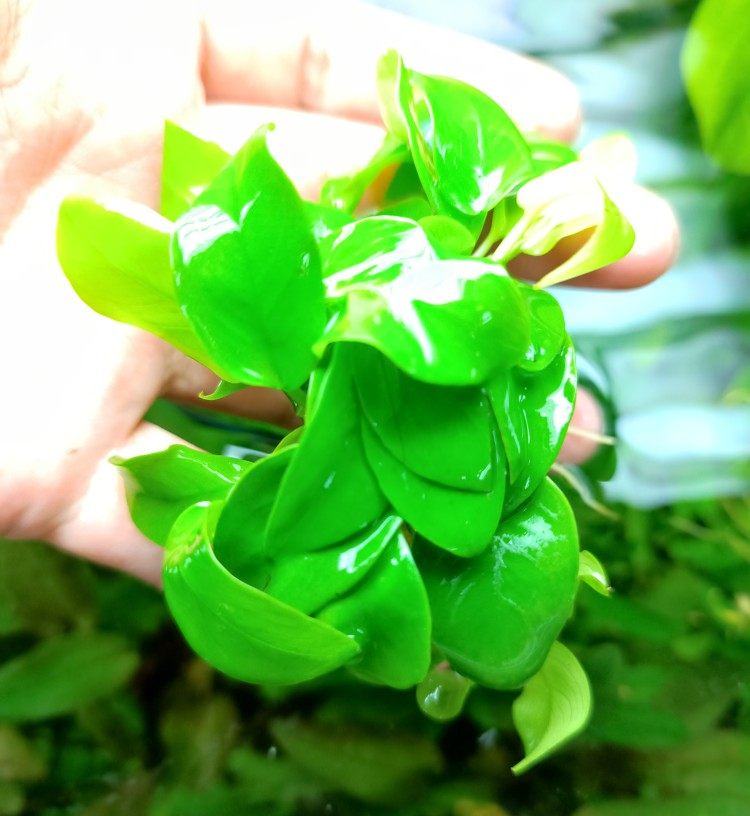 黄金榕阴性草水族造景新手水草