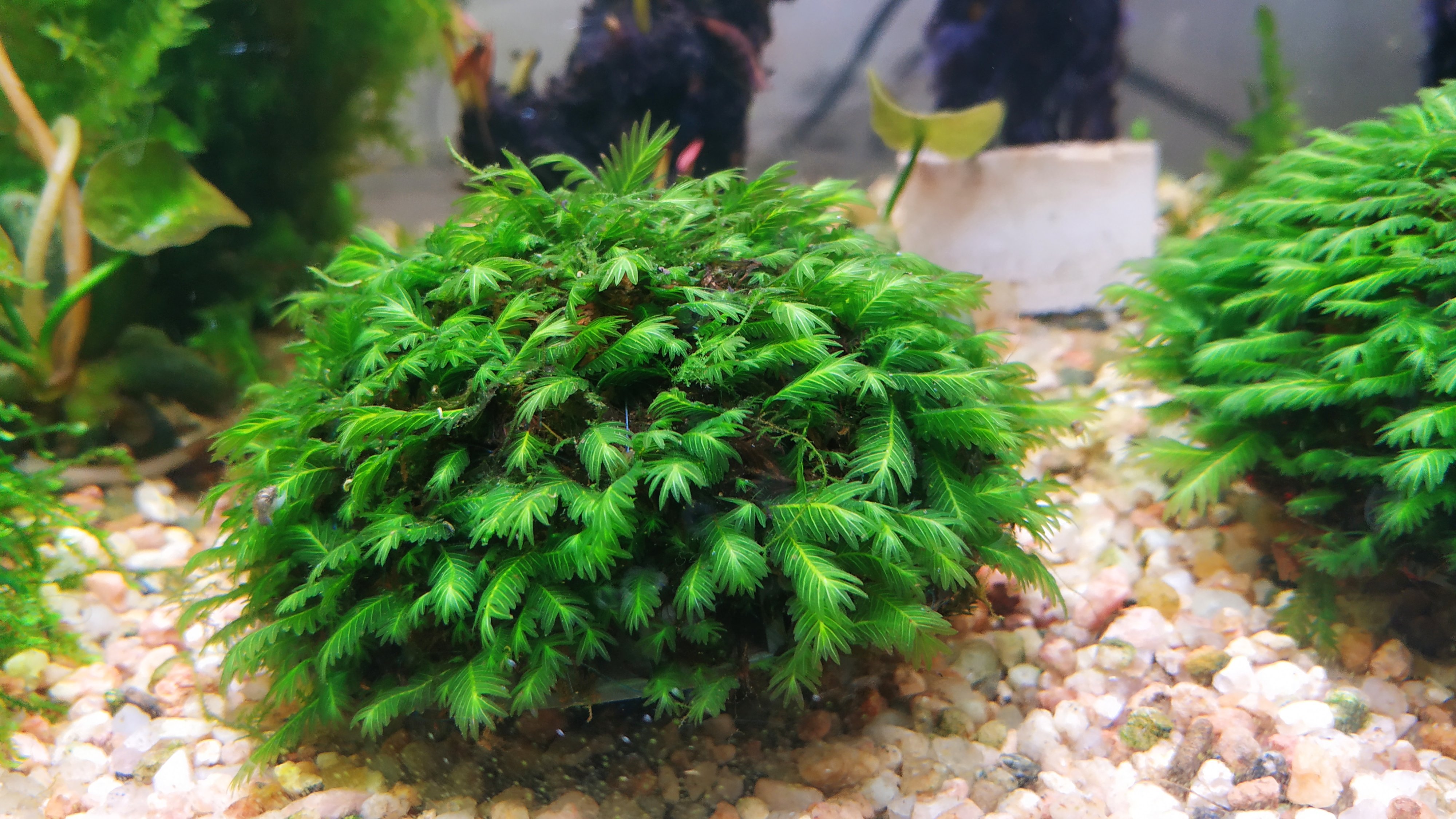 莫斯凤尾苔莫斯细叶铁皇冠火山石沉木造景阴性草新手水族水草活体