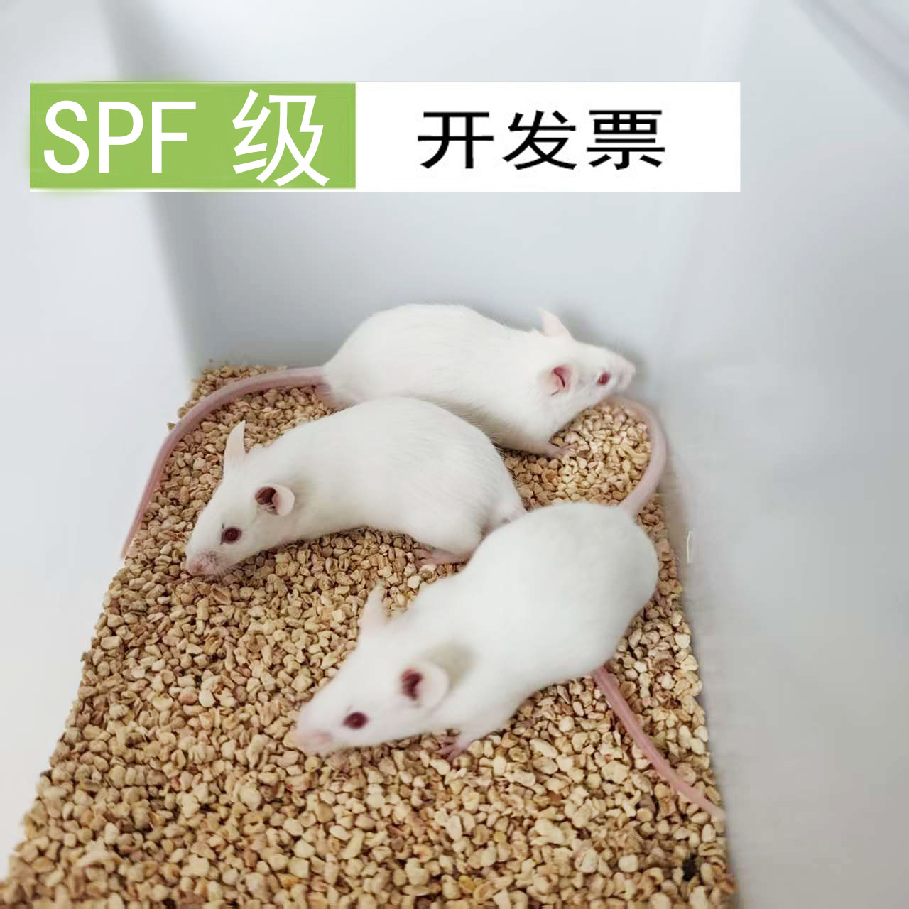 PSF级小鼠大鼠c57balb\cSD大鼠小黑鼠小白鼠无菌鼠开发票生物公司