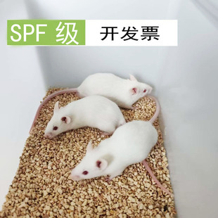 PSF级小鼠大鼠c57balb\cSD大鼠小黑鼠小白鼠无菌鼠开发票生物公司