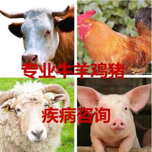 猪疾病咨询 鸡禽疾病咨询 牛羊疾病咨询 动物中兽医在线技术服务