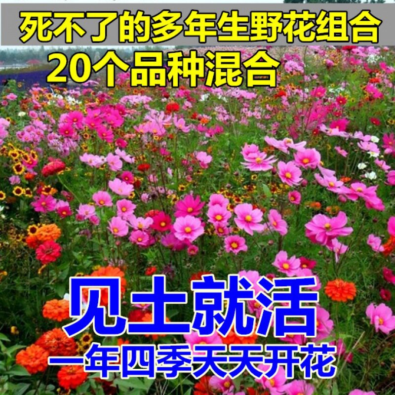 耐旱庭院花种多年生四季开花波斯菊百日草花籽野花组合种子花海组