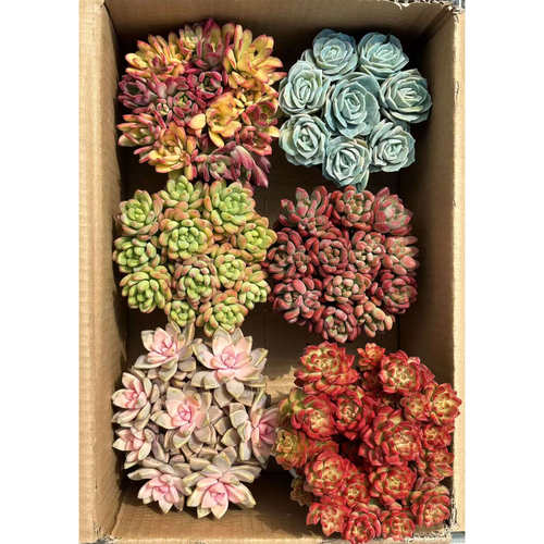 MS    一大箱六大盆  带盆带土  好种好养  基地直发