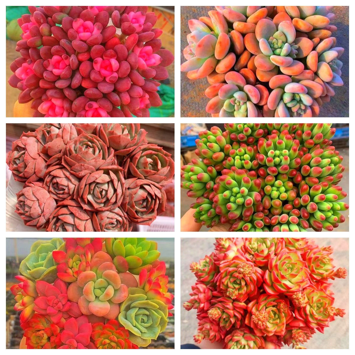 MS满满一大箱，全部挑好的发，6个带盆土，云南基地发。