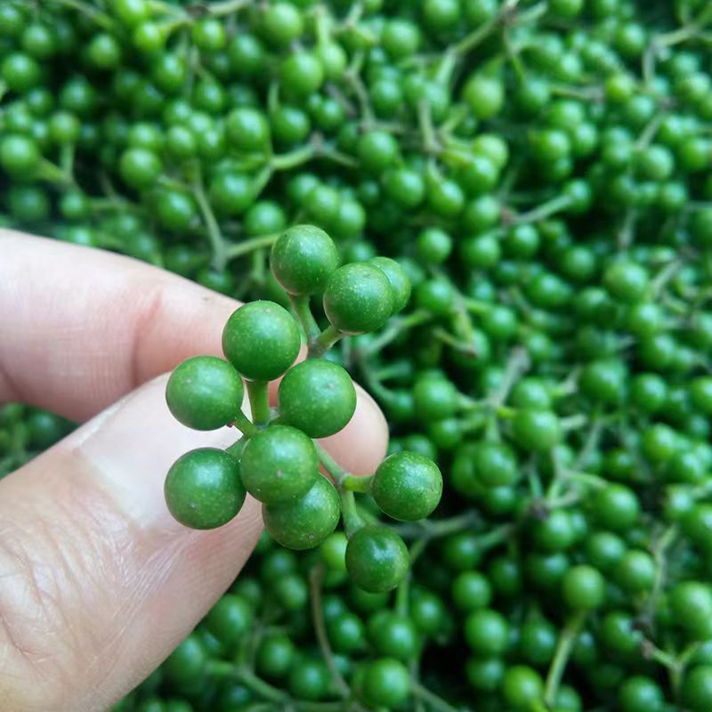 野生木姜子山苍籽 山胡椒 木江子江西特产今年新货现摘现发纯天然