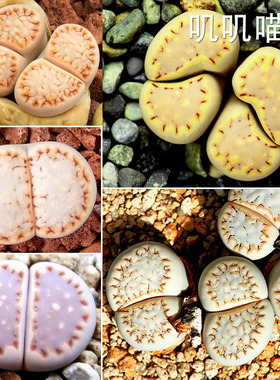 美国MESA编号饼干寿丽混合种子/植物成株【叽叽喵喵多肉种子】