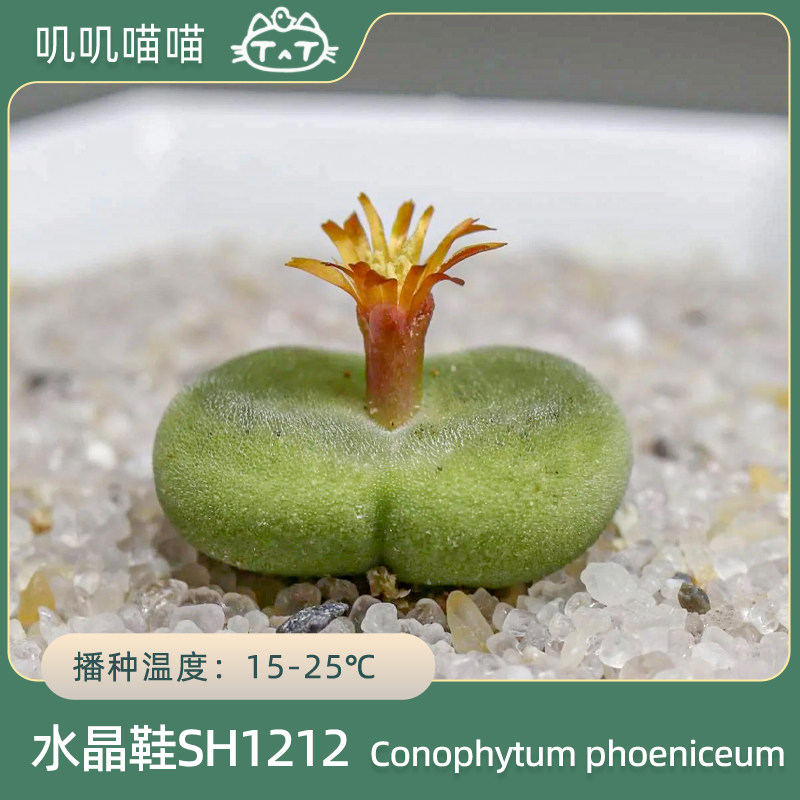 阳台易上手可爱多肉水晶鞋