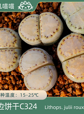 美国MESA金边饼干寿丽玉C324【叽叽喵喵多肉种子】