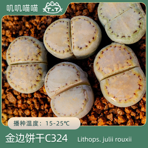 易上手饼干生石花多肉种子