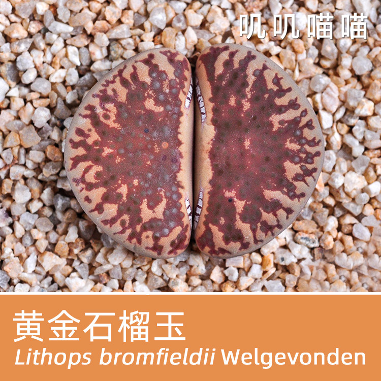 多肉种子生石花黄金石榴玉