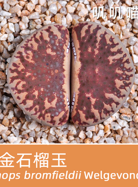 美国MESA黄金石榴玉wegevonden【叽叽喵喵多肉种子】生石花种子