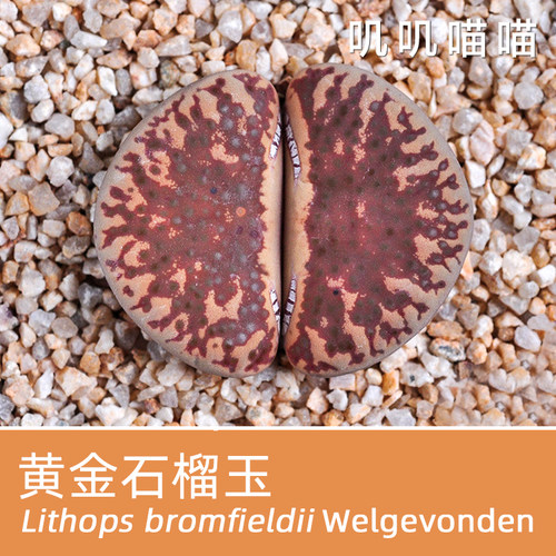 多肉种子生石花黄金石榴玉