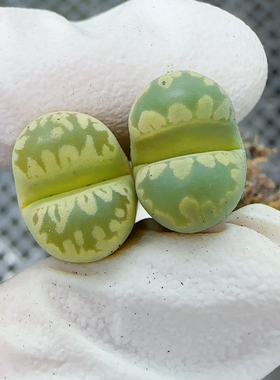 159号 C128A 大津绘