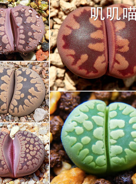 南非FDP大牙大津绘系混合种子【叽叽喵喵多肉种子】 屁屁pp生石花