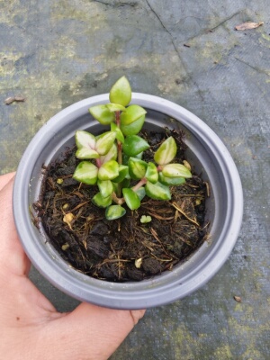景洪内锦球兰　Hoya Chinghungensis Variegat