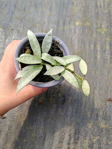 全斑长叶裂瓣球兰（Hoya Lacunosa Silver）全银斑裂瓣
