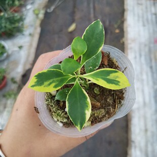 新品粉色休斯科尔外锦球兰 Hoya heuschkelianapink