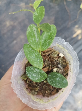 利马/芸豆球兰 (Hoya Lima Splash) 可爱小叶型磨砂质地高斑品种