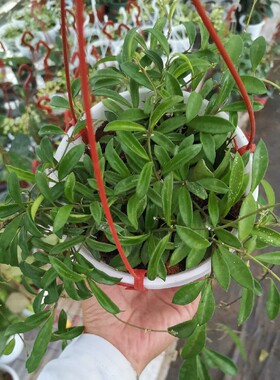 小叶垂吊球兰耐寒易养球兰仲夏球兰hoya  spZambalsa waPG 04