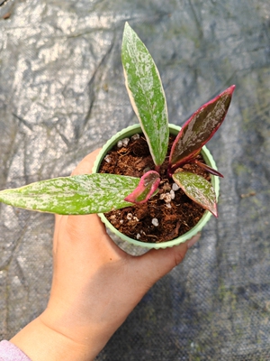 高斑巴顿外锦球兰 (Hoya Pubicalyx Pink Silver Albomarginata)