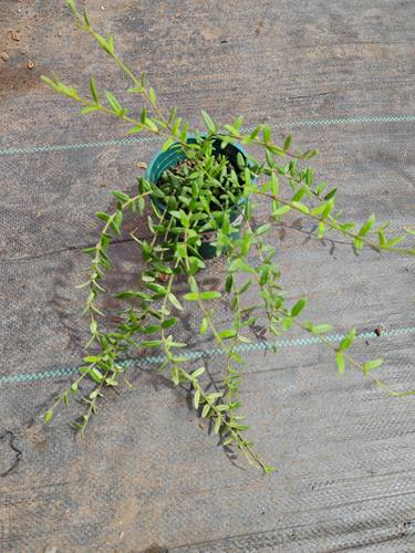 越南恩格勒球兰Hoya engleriana