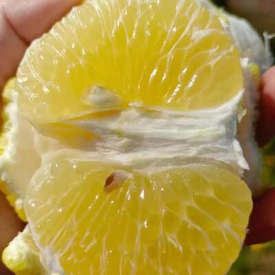 自家果园不催熟黄金贡柚大果包邮