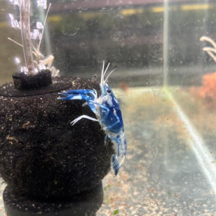 青花瓷鳌虾淡水虾观赏虾宠物虾鱼缸水族宠物观赏鱼小龙虾简单好养