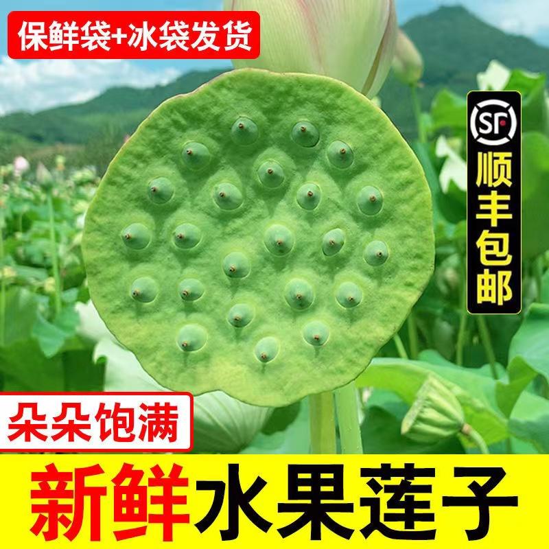 2025年现货现摘莲蓬新鲜嫩莲子