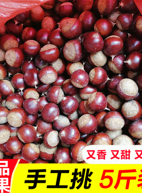 2025年新鲜建瓯锥栗生板栗农家现摘带壳毛栗甜糯圆锥栗当季糖炒栗