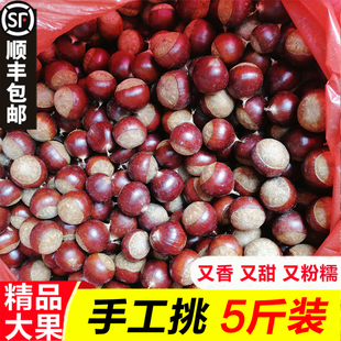 2025年新鲜建瓯锥栗生板栗农家现摘带壳毛栗甜糯圆锥栗当季 糖炒栗