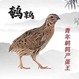 鹌鹑活苗青年鹌鹑活鸟家庭阳台小宠物黄羽沙维鸡公母活物下蛋繁殖