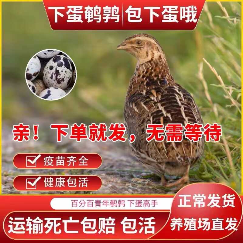 产蛋阳台宠物【厂家直发批发价】