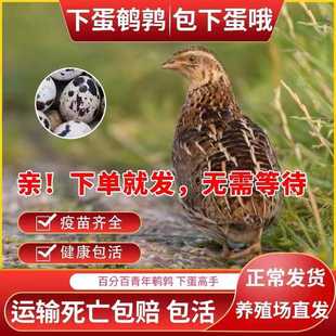鹌鹑活苗下蛋青年产蛋活鹌鹑种鸡可孵化小鹌鹑鸟活物家养阳台宠物