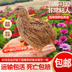 鹌鹑活苗青年鹌鹑鸟黄羽沙维天天下蛋阳台宠物白羽鹌鹑鸟活物包邮