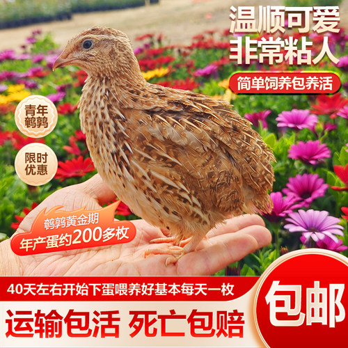 鹌鹑活苗青年鹌鹑鸟黄羽沙维天天下蛋阳台宠物白羽鹌鹑鸟活物包邮
