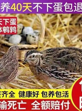青健壮宠物鹌鹑已售出5000+