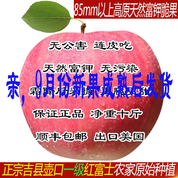 9月底发货跑男推荐山西特产吉县壶口红富士苹果脆甜优洛川静宁果