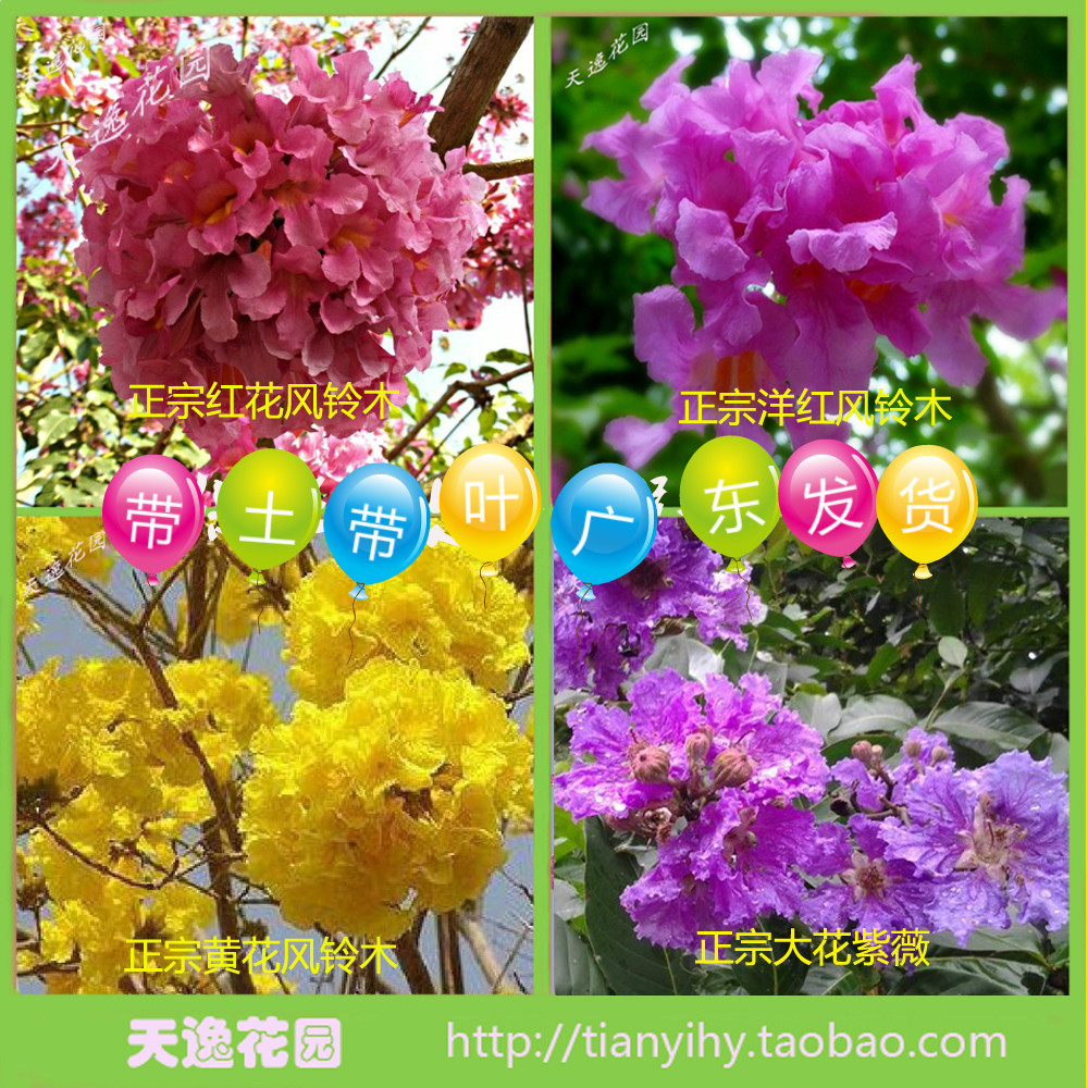 名贵黄花风铃木红花风铃木紫花风铃木苗盆栽地栽(带叶营养杯苗)