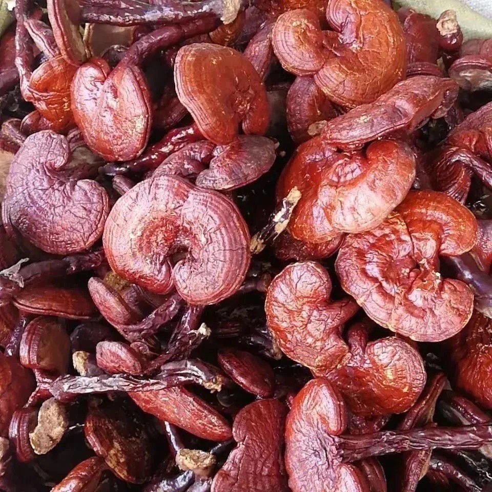 中药材正品新货野生赤灵芝干500g克 精选正宗紫红灵芝整个
