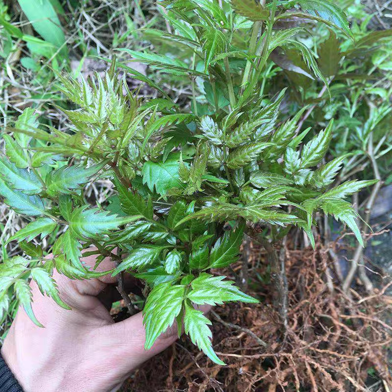 新鲜野藤茶苗现挖莓茶苗客家龙须茶叶显齿葡萄树苗去黄脸中草药材