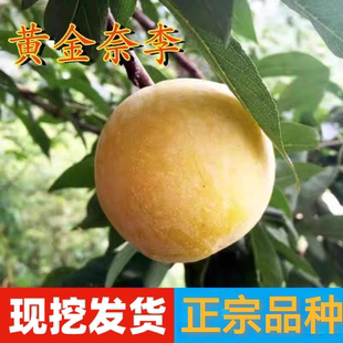 新鲜黄金奈李油奈李苗脆甜特晚熟脱骨离核南北方庭院盆栽地栽树苗