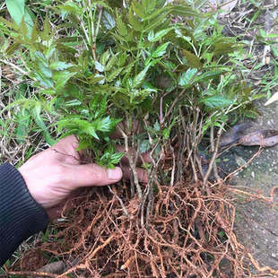 藤茶苗莓茶苗客家须茶叶树苗显齿葡萄广西巴马客家白茶藤茶树苗