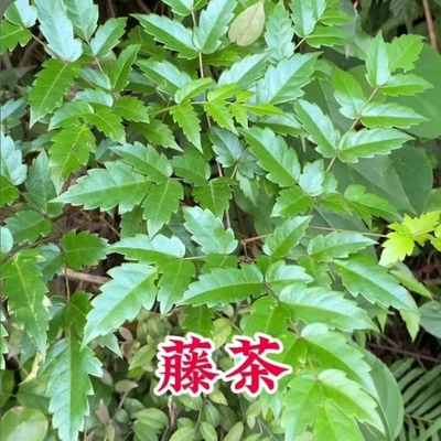 藤茶苗2棵莓茶苗去黄脸婆客家龙须茶叶 显齿蛇葡萄 白茶藤茶树苗