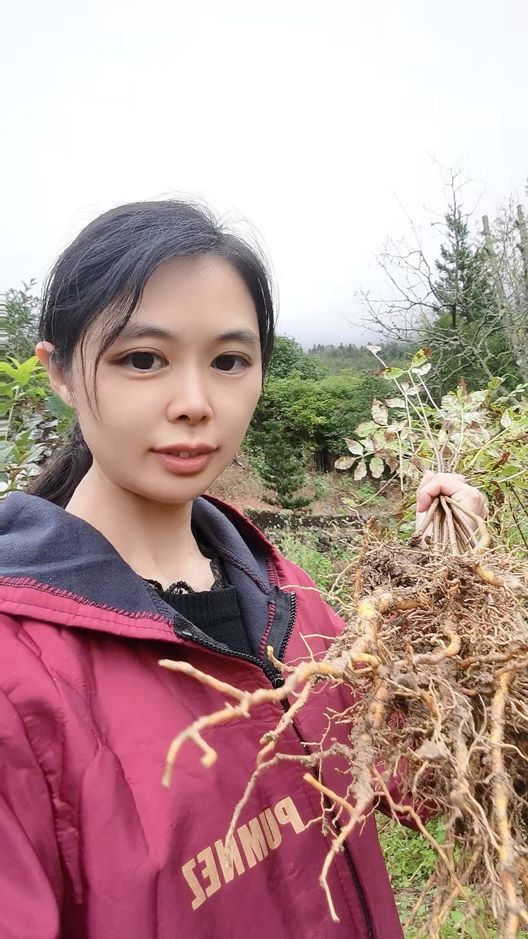 黄柏苗黄白树苗川黄柏皮树苗中药材皮厚黄菠萝黄檗苗庭院经济造林