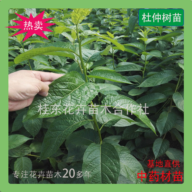 新鲜金丝杜仲树苗中药材苗丝楝树皮丝棉皮棉树皮胶树保湿发货包邮