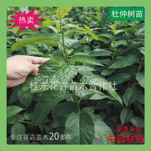 新鲜金丝杜仲树苗中药材苗丝楝树皮丝棉皮棉树皮胶树保湿发货包邮